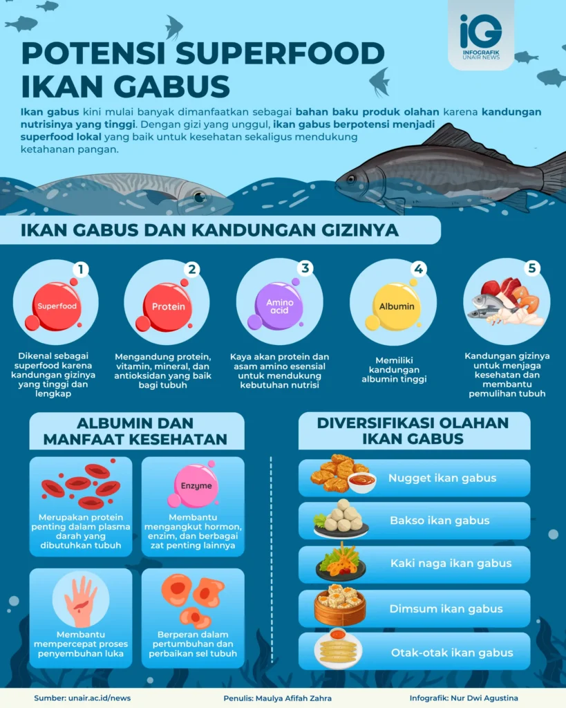 Infografik: Potensi Superfood Ikan Gabus