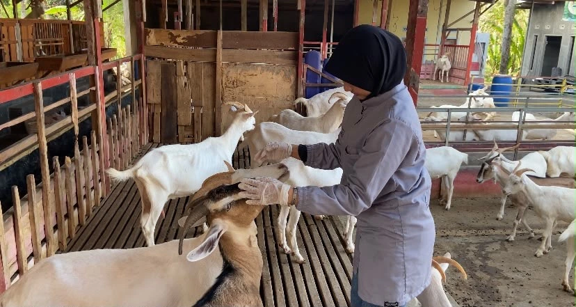 Mahasiswa Kedokteran Hewan FIKKIA UNAIR melakukan pemeriksaan terhadap kambing sebagai bagian dari kegiatan penelitian terkait mastitis pada ternak. (Dok. Mammas Team)