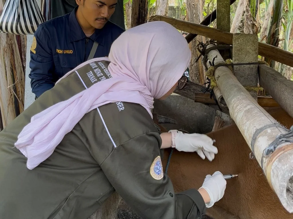 Delegasi memberikan pelayanan berupa penyuntikan vitamin pada sapi (Foto : Istimewa). 
