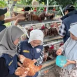 Dorong Kemandirian Usaha Ternak, Tim TEP UNAIR Susun Modul dan Paten Pakan