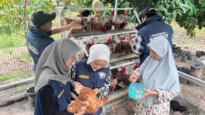 Tim Ekspedisi Patriot UNAIR Parigi Moutong saat melakukan kegiatan Monitoring Ayam Buras Petelur milik masyarakat yang berada di kawasan Transmigrasi Parigi Moutong pada Sabtu (17/10/2026) (foto: Tim TEP UNAIR)