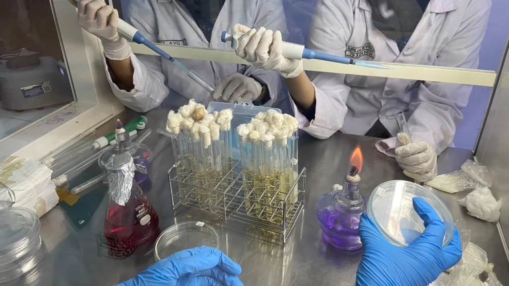 Mammas Team melakukan proses pengujian sampel di laboratorium untuk mengembangkan inovasi Fitonano-Spray berbahan kombinasi daun sirih (Piper betle) dan sambiloto (Andrographis paniculata) sebagai inhibitor bakteri penyebab mastitis. (Dok. Mammas Team)